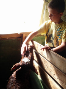 NÆRKONTAKT: Kontakt med dyra er en av de viktige ingrediensene i et opphold hos Gårdsliv på Tveide. (Foto: Privat)