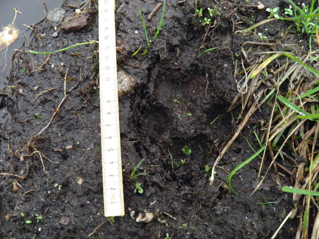 STORT: Bildene Alf Åge Botn sendte inn til Statens naturoppsyn viser et spor som er nærere 12 centimeter langt og 8-9 centimeter bredt. 