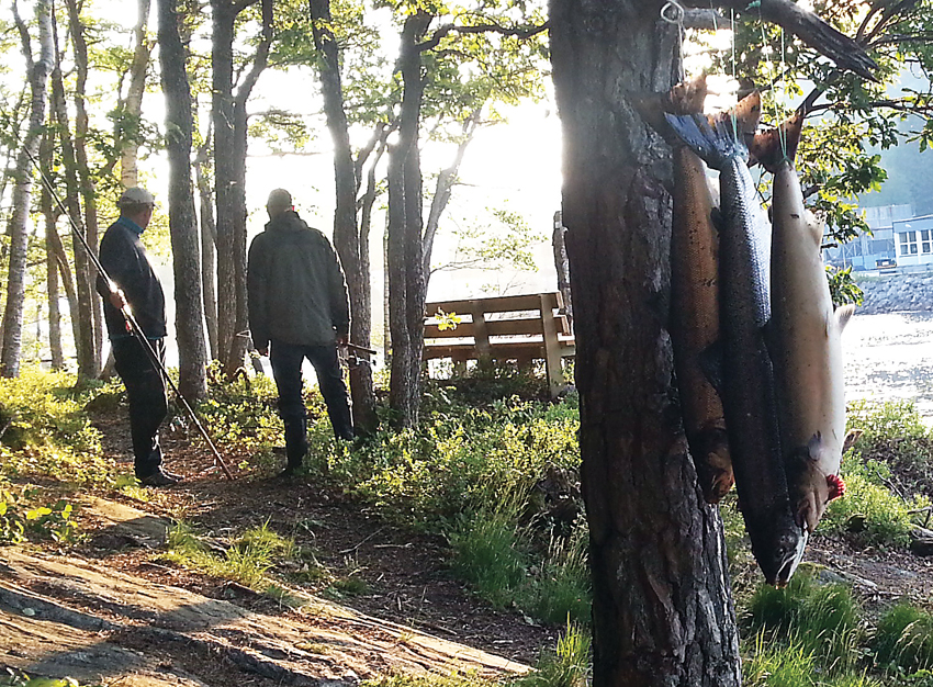 Sesongen startet heller beskjedent, men den siste uka har laksefangstene i Tovdalselva tatt seg kraftig opp. Til helga kan du prøve lykken i sportsfiskerforeningens årlige laksefiskekonkurranse.  