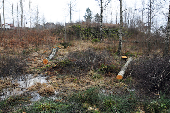 BJØRK OG FURU: Det var hovedsakelig bjørketrær som ble felt da kommunen tok ut noen av de store gamle trærne i skogområdet på Tobias Jorde forleden. 