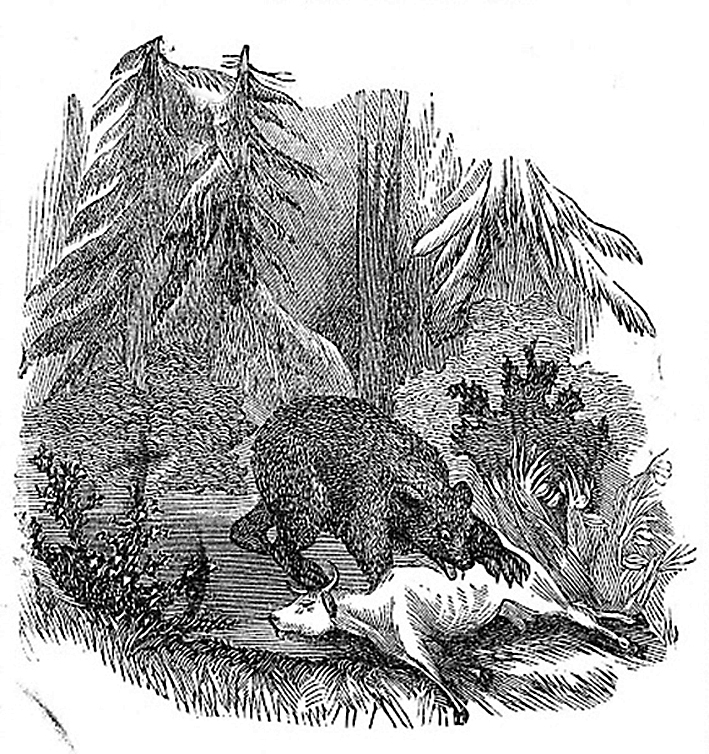 SLAGBJØRN: Det var i 1850 at bamsen tok kua Guldokka i ”Mourelierne” ved Heievannet på Igland. (Illustrasjon: Ukjent)