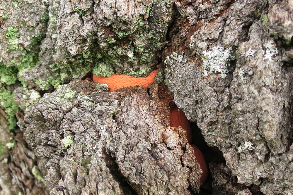 SOPP: Bildet viser oksetungesopp blant barken på Mollestadeika. Arten er rødlistet som nær truet, og er en av indikatorene for at Mollestadeika er viktig for det biologiske mangfoldet. FOTO: Stefan Olberg