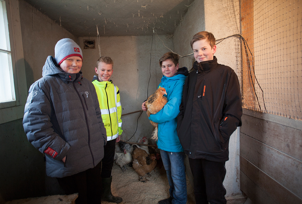 ARBEID: Mathias Endresen (14), Sander Herje (13), Kristian Murberg Hurlen (13) og Sondre Nes Aabel (13) driver elevbedriften Bjørkehaugen eggproduksjon. – Nå har vi akkurat byttet spon, forteller Murberg Hurlen. 
