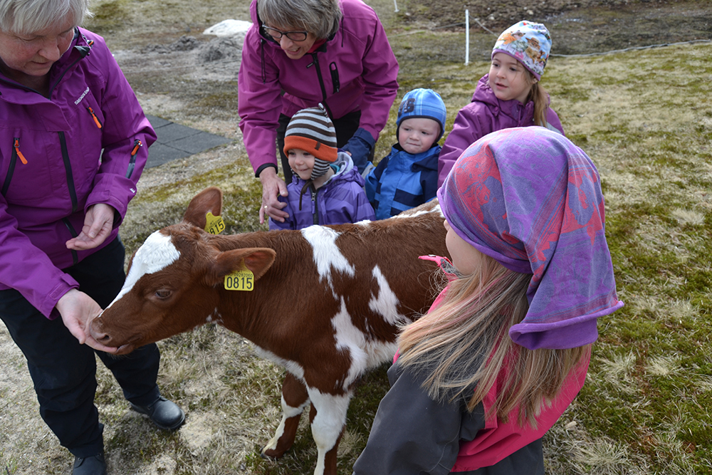 GØY MED DYR: Guste (3), Håkon (2) og Sofie (4), synes det er gøy med besøk av dyr i barnehagen. – Vi har aldri klappet en kalv før, sier de.